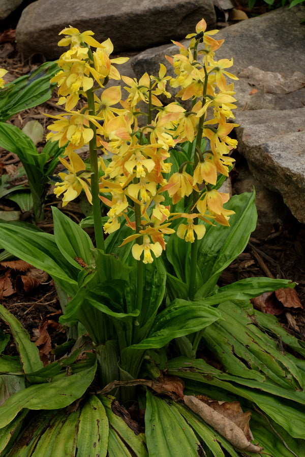 Image of Calanthe 'Takane' taken at Juniper Level Botanic Gdn, NC by JLBG