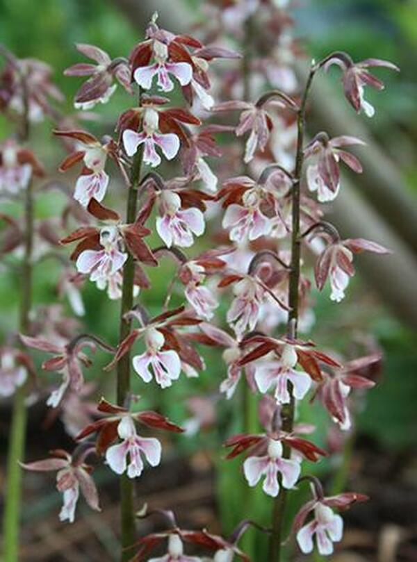 Image of Calanthe discolor taken at Juniper Level Botanic Gdn, NC by JLBG