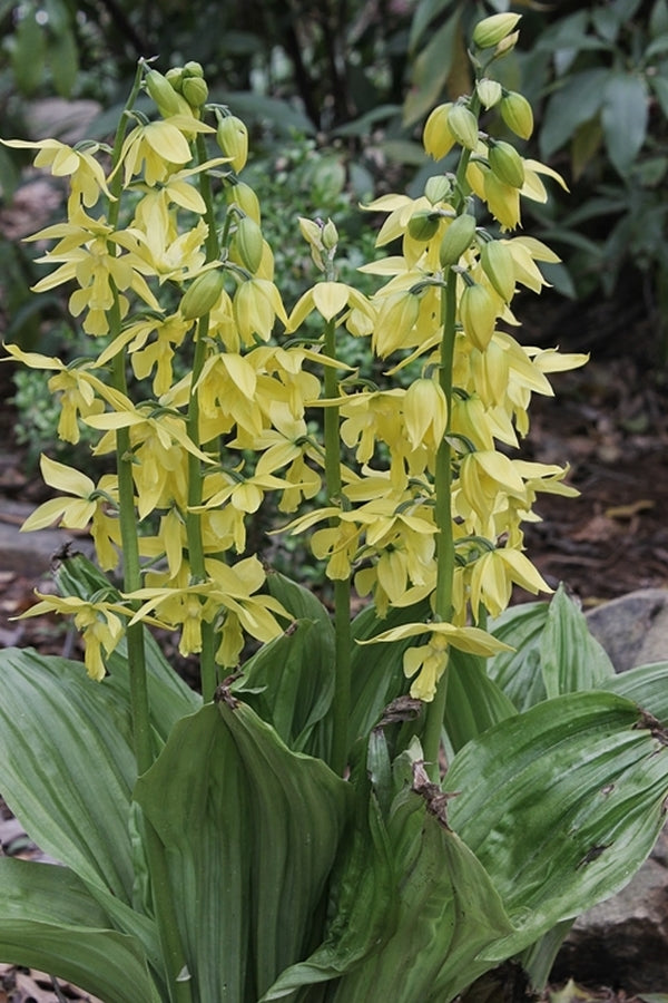 Image of Calanthe sieboldii taken at Juniper Level Botanic Gdn, NC by JLBG
