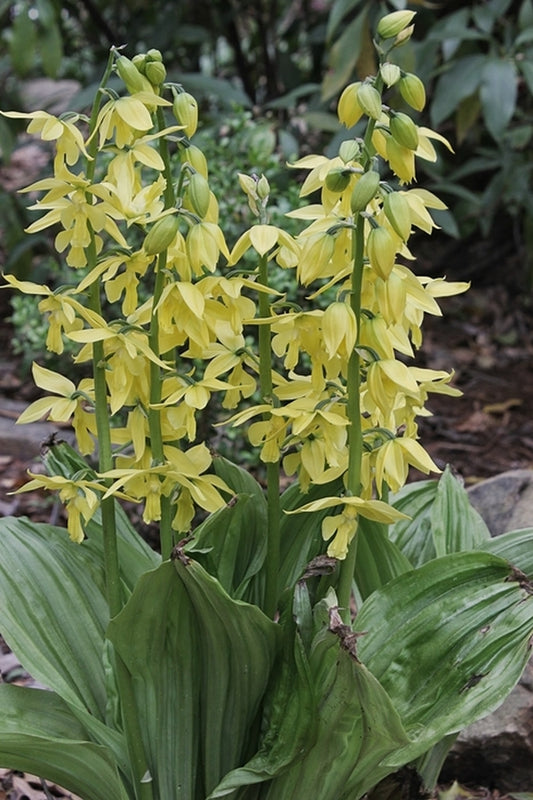 Image of Calanthe sieboldii taken at Juniper Level Botanic Gdn, NC by JLBG