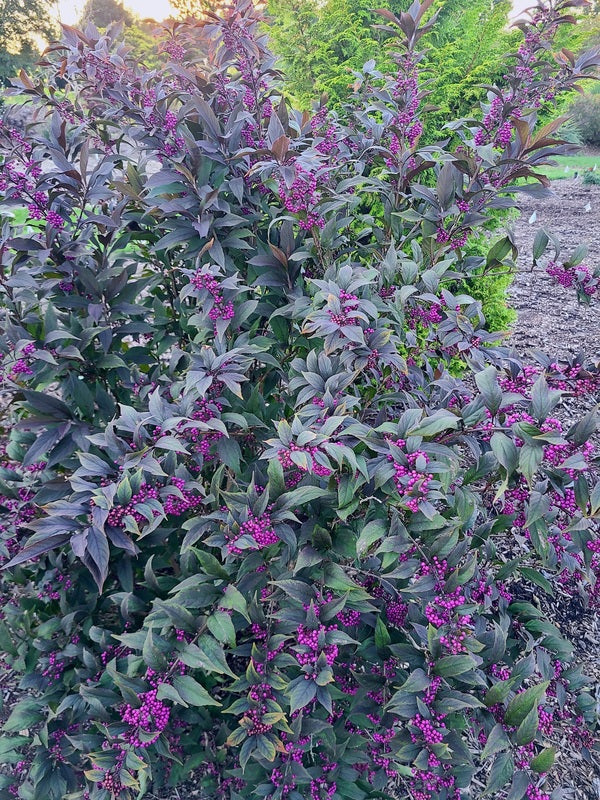 Callicarpa