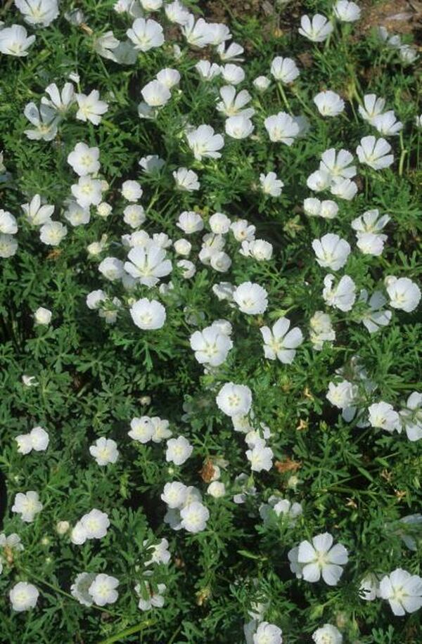 Image of Callirhoe involucrata var. lineariloba 'Logan Calhoun' taken at Juniper Level Botanic Gdn, NC by JLBG
