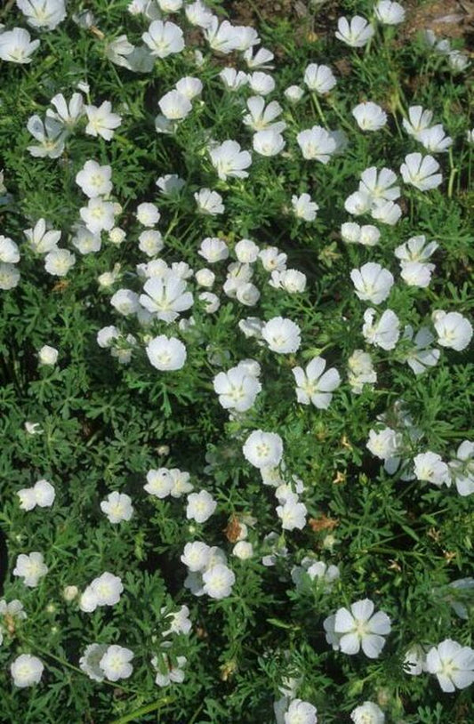 Image of Callirhoe involucrata var. lineariloba 'Logan Calhoun' taken at Juniper Level Botanic Gdn, NC by JLBG