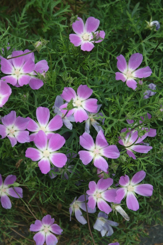 Image of Callirhoe involucrata var. tenuissima taken at Juniper Level Botanic Gdn, NC by JLBG