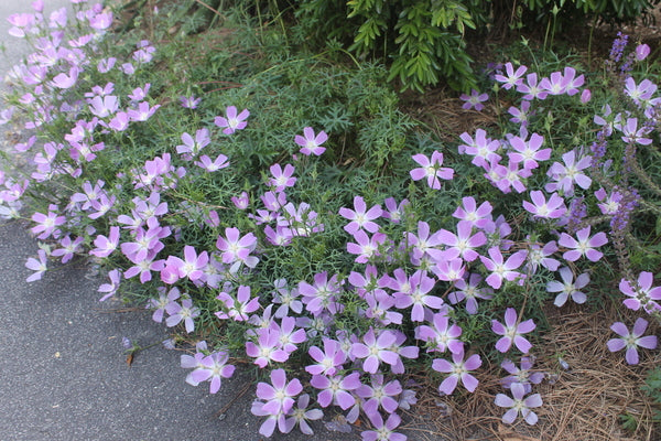 Image of Callirhoe involucrata var. tenuissima taken at Juniper Level Botanic Gdn, NC by JLBG