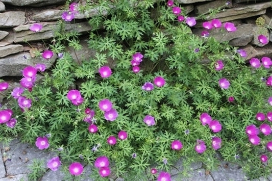 Image of Callirhoe involucrata