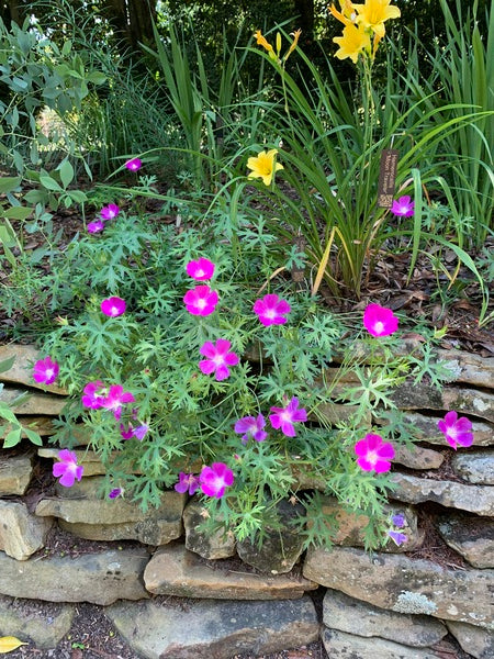 Image of Callirhoe involucrata taken at Juniper Level Botanic Garden, Raleigh NC by Lidia Churakova
