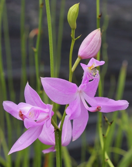 Image of Calopogon tuberosus taken at Juniper Level Botanic Gdn, NC by JLBG