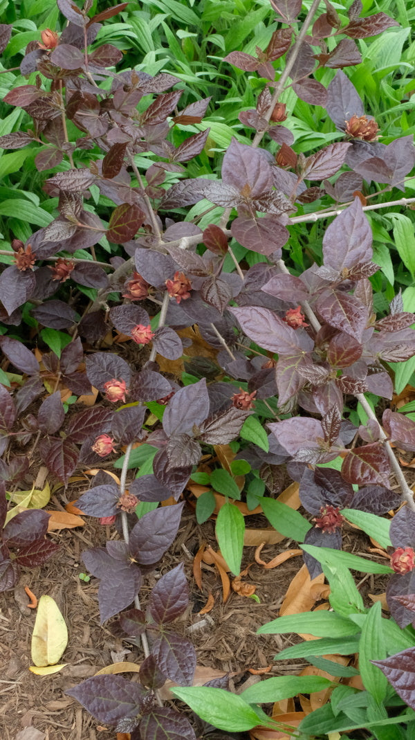 Image of Calycanthus floridus 'Burgundy Spice' PP 28,886 taken at Juniper Level Botanic Gdn, NC by JLBG