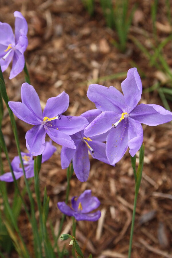 Image of Calydorea coelestina taken at Juniper Level Botanic Gdn, NC by JLBG