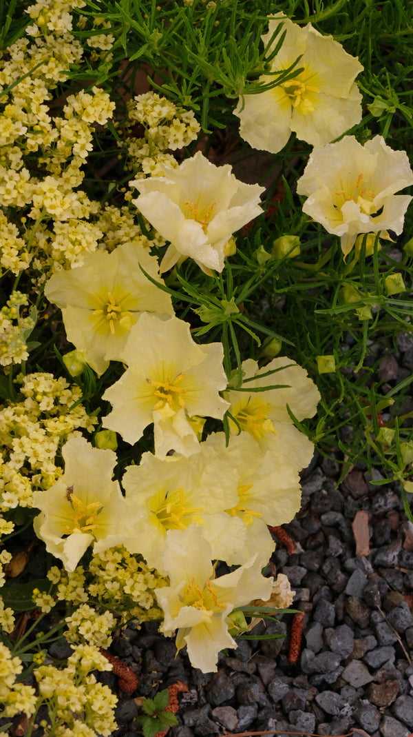Image of Calylophus berlandieri 'Butter Cream' taken at Juniper Level Botanic Gdn, NC by JLBG