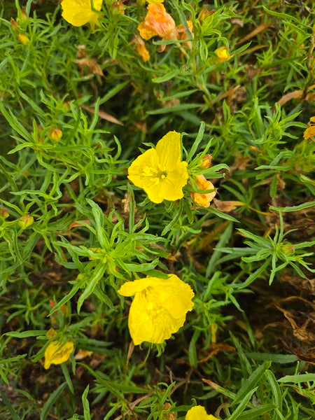 Image of Calylophus berlandieri ssp. pinifolius 'Fugitive' taken at Juniper Level Botanic Gdn, NC by JLBG