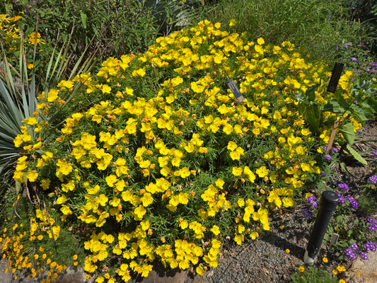 Image of Calylophus berlandieri ssp. pinifolius 'Fugitive' taken at Juniper Level Botanic Gdn, NC by JLBG