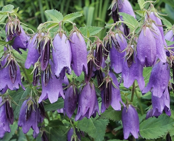 Image of Campanula 'Sarastro' taken at Juniper Level Botanic Gdn, NC by JLBG
