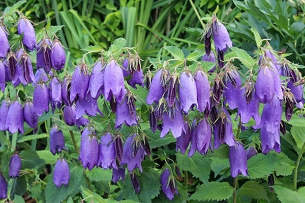 Image of Campanula 'Sarastro' taken at Juniper Level Botanic Gdn, NC by JLBG