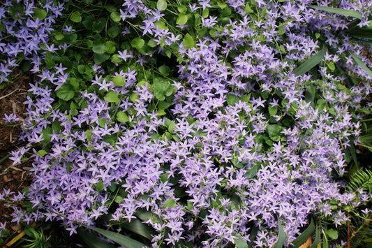 Image of Campanula poscharskyana 'Essex Blue' taken at Juniper Level Botanic Gdn, NC by JLBG