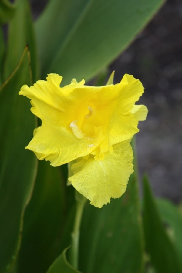 Canna flaccida | Golden Canna Lily
