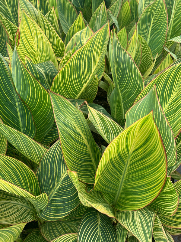 Image of Canna x generalis 'Bengal Tiger' taken at Juniper Level Botanic Gdn, NC by C. Hardison