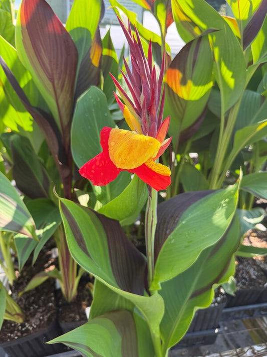 Image of Canna x generalis 'Cleopatra' taken at Juniper Level Botanic Gdn, NC by C. Hardison