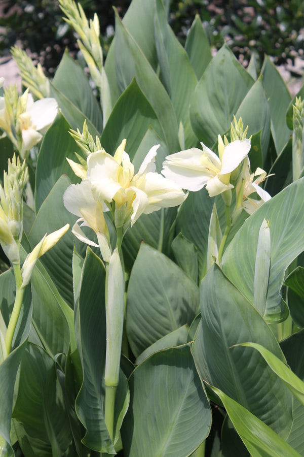Image of Canna x generalis 'Ermine' taken at Juniper Level Botanic Gdn, NC by JLBG