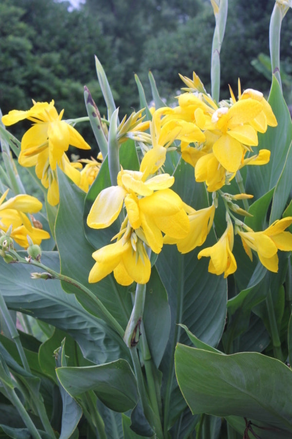 lemon lily flower Canna generalis Lemon Punch
