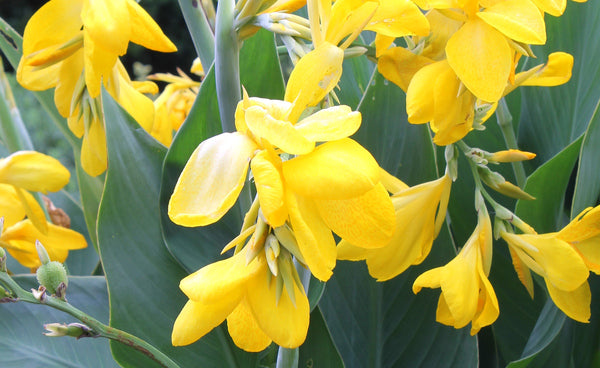 Image of Canna x generalis 'Lemon Punch' taken at Juniper Level Botanic Gdn, NC by JLBG