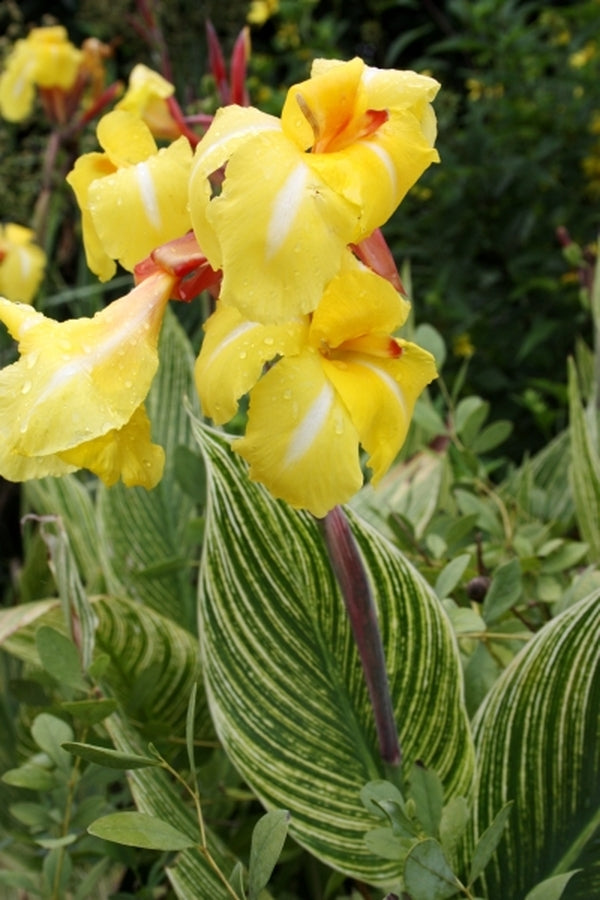 Image of Canna x generalis 'Minerva' taken at Juniper Level Botanic Gdn, NC by JLBG