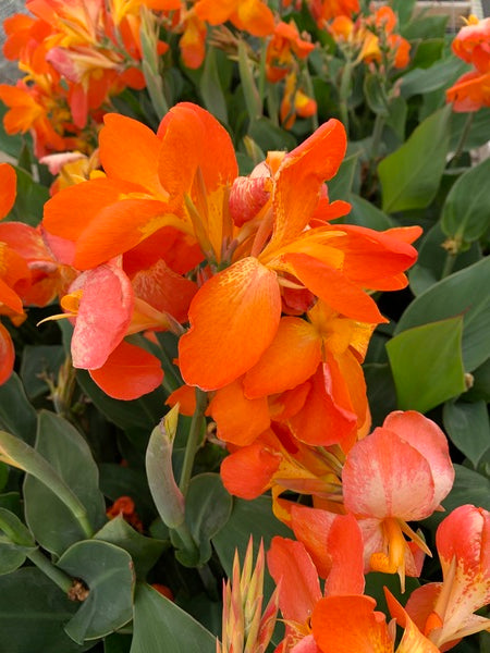 Image of Canna x generalis 'Orange Punch' taken at Juniper Level Botanic Gdn, NC by Lidia Churakova