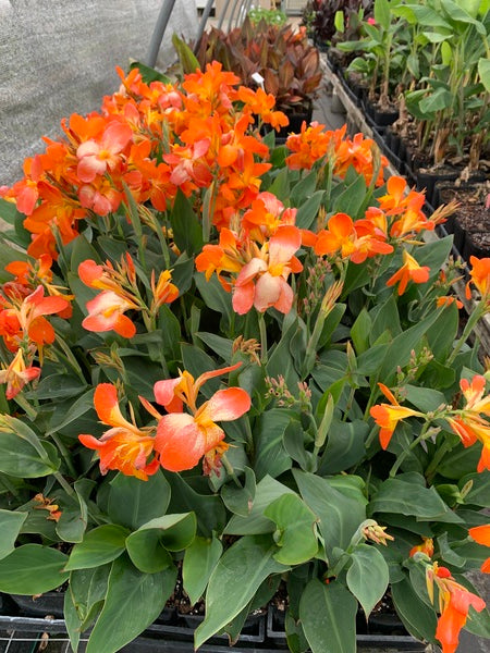 Canna Orange Punch | Orange Punch Canna Lily