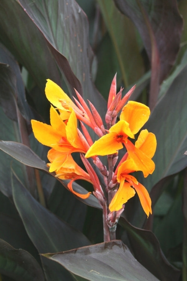 Image of Canna x generalis 'Pacific Beauty' taken at Juniper Level Botanic Gdn, NC by JLBG
