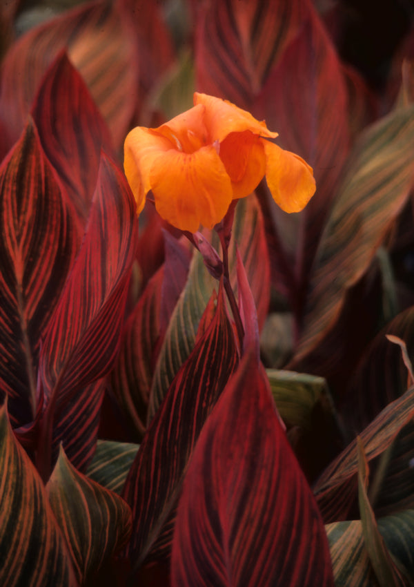 Zone 8 plants plants for zones 8a 8b zone 8 perennials