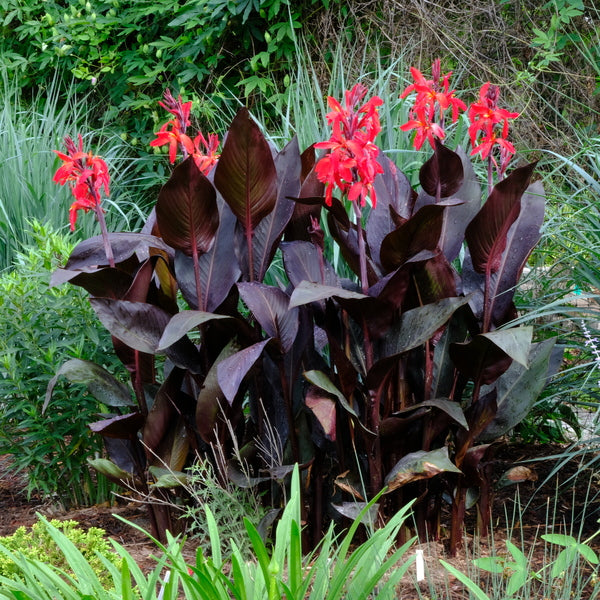 red flower canna lily Canna 'Futurity Red'