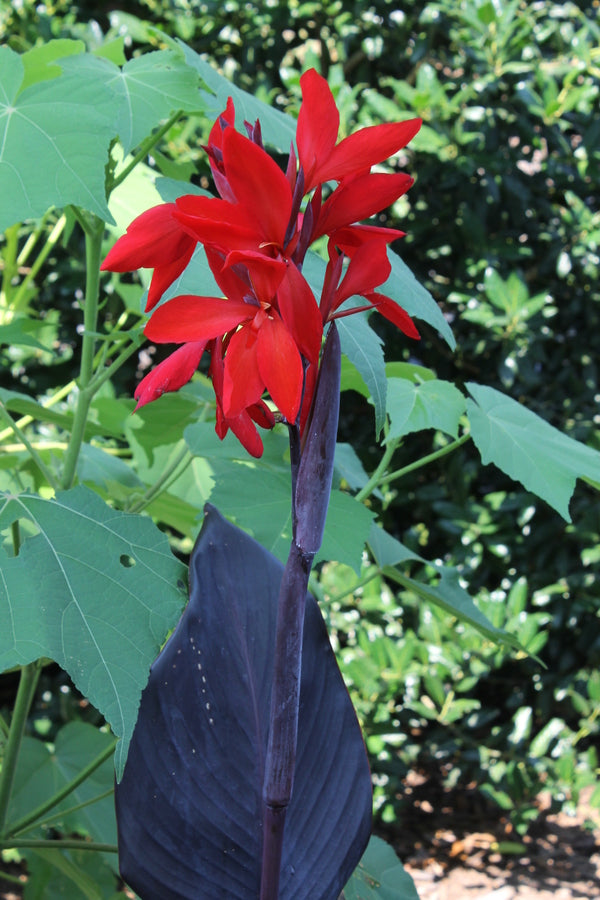 Image of Canna x generalis 'Red Futurity' taken at Juniper Level Botanic Gdn, NC by JLBG