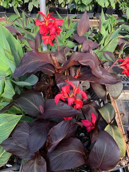 Image of Canna x generalis 'Red Wine' taken at Juniper Level Botanic Gdn, NC by Lidia Churakova