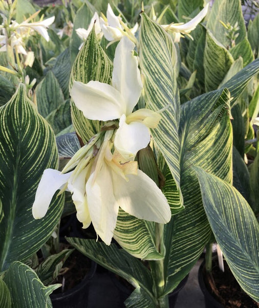 Learn about Canna x generalis 'White Tiger' PP 32,738 | White Tiger Canna  Lily