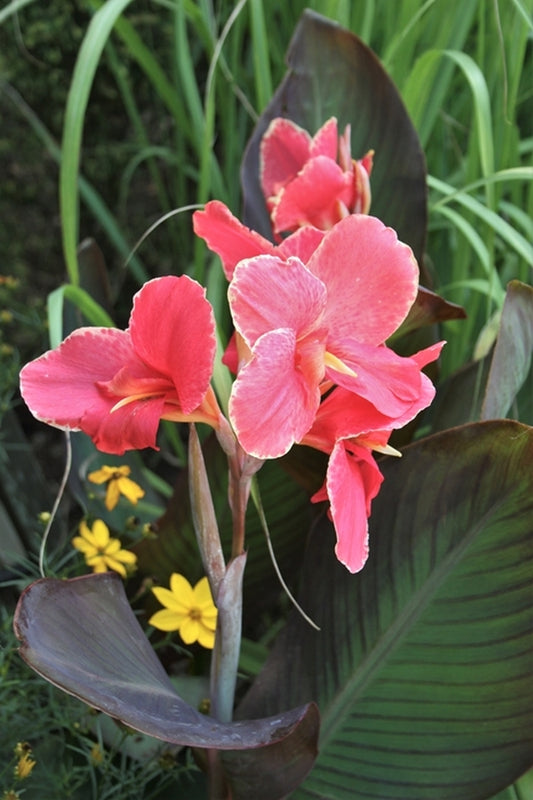 Image of Canna x generalis 'Wine and Roses' taken at Juniper Level Botanic Gdn, NC by JLBG