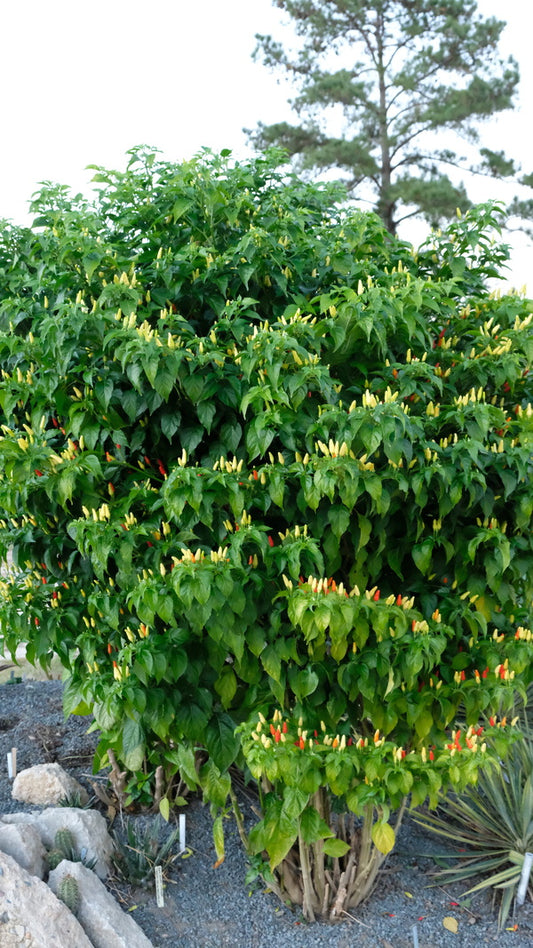 Image of Capsicum frutescens 'Hawaiian' taken at Juniper Level Botanic Gdn, NC by JLBG