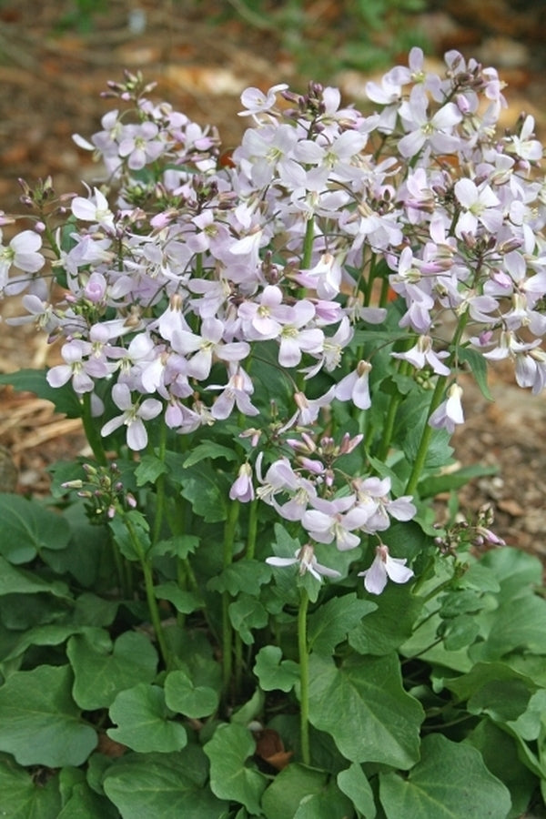 Cardamine douglassii Southern Lady