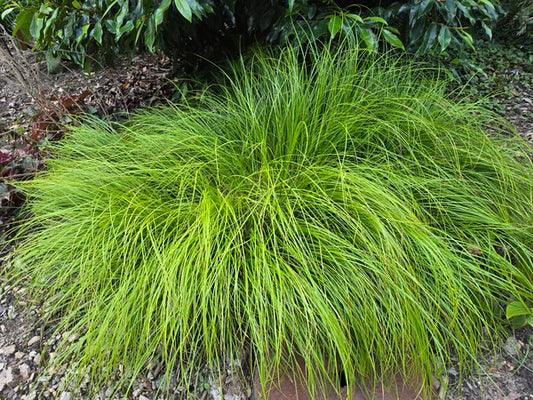 Image of Carex basiantha 'Cousin Itt' taken at Jasper Co. SC by JLBG