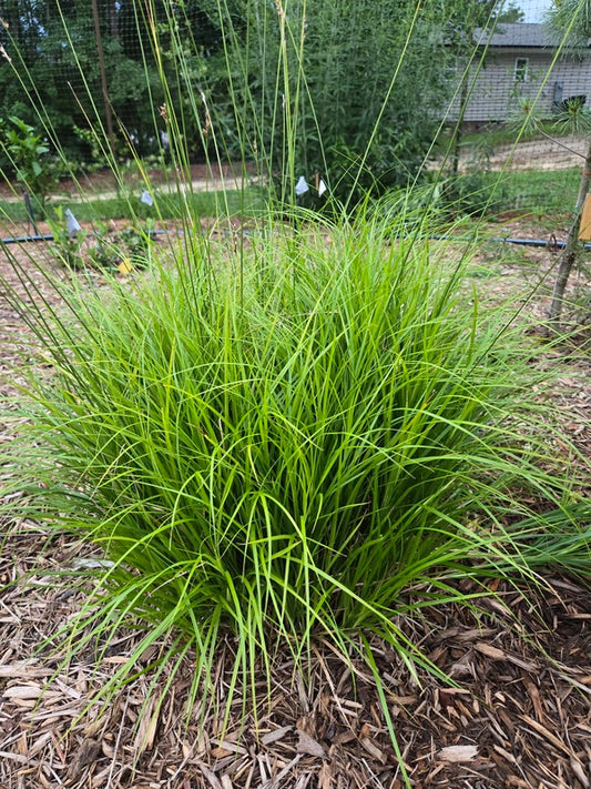 Image of Carex brevior 'Osage' taken at Juniper Level Botanic Gdn, NC by JLBG