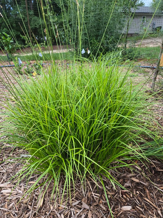 Image of Carex brevior 'Osage' taken at Juniper Level Botanic Gdn, NC by JLBG