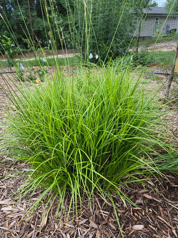 Image of Carex brevior 'Osage' taken at Juniper Level Botanic Gdn, NC by JLBG
