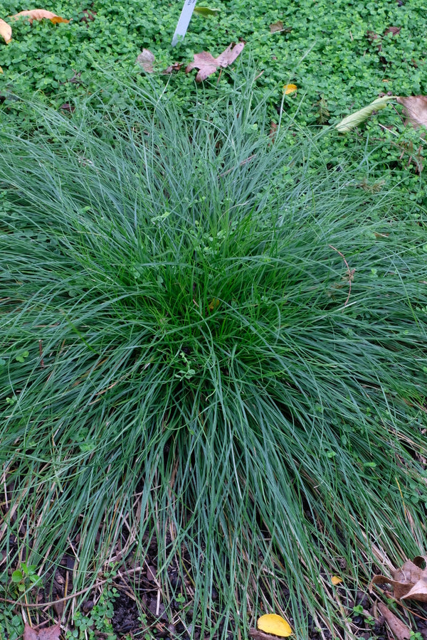 Image of Carex bromoides taken at Juniper Level Botanic Gdn, NC by JLBG