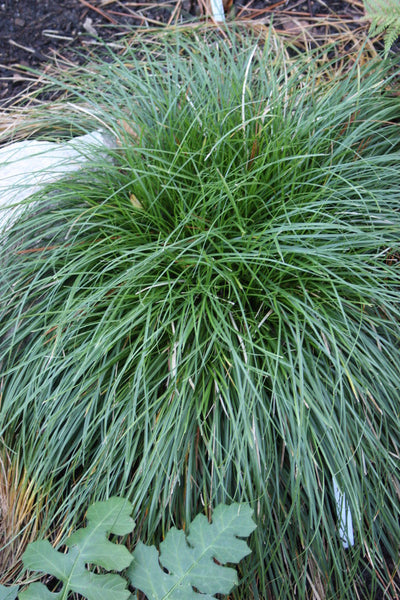 Learn about Carex divulsa | European Meadow Sedge
