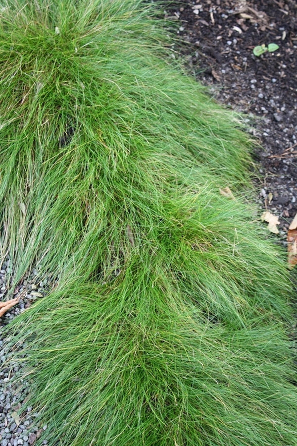 Image of Carex eburnea taken at Juniper Level Botanic Gdn, NC by JLBG