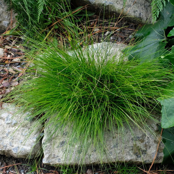 Image of Carex eburnea taken at Juniper Level Botanic Gdn, NC by JLBG