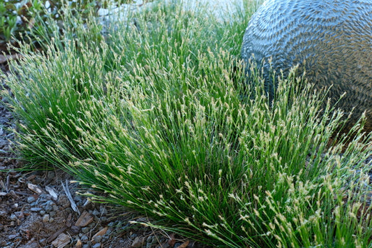 Image of Carex eburnea taken at Juniper Level Botanic Gdn, NC by JLBG