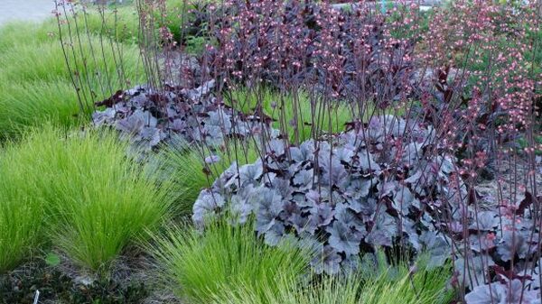 Image of Carex howei 'Bonnie and Clyde' taken at Juniper Level Botanic Gdn, NC by JLBG
