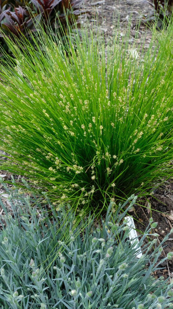 Image of Carex howei 'Bonnie and Clyde' taken at Juniper Level Botanic Gdn, NC by JLBG