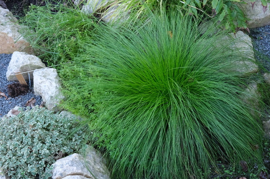Image of Carex howei 'Willow the Wisp' taken at Juniper Level Botanic Gdn, NC by JLBG